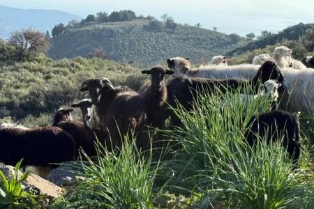 Scenic van tour and live cheese-making