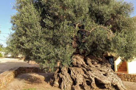 ROUND TRIP Chania-Falasarna -Kolimbary -Vouves