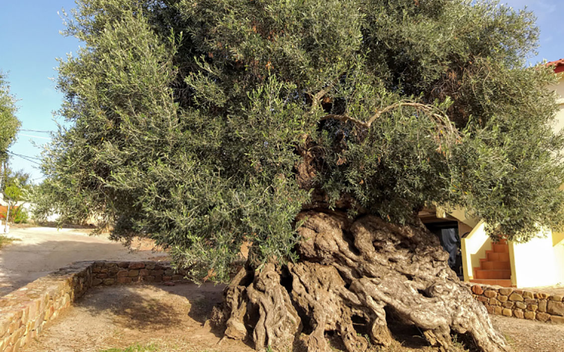 ROUND TRIP Chania-Falasarna -Kolimbary -Vouves